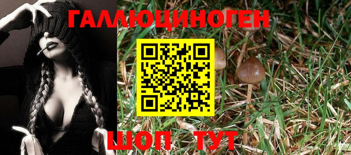 Псилоцибиновые грибы Psilocybine cubensis  Вход с VPN  Губаха 